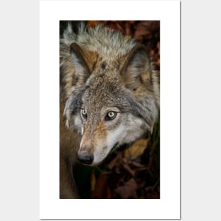 Timber Wolf Posters and Art